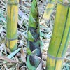 青い筍～インド Indian bamboo shoot