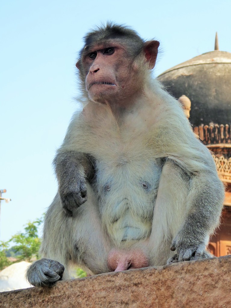 ボスの風格と自慢のイチモツ～インド Boss monkey