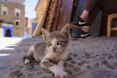 青い街に生きる～モロッコ Stray Cat,Chaouen