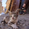 青い街に生きる～モロッコ Stray Cat,Chaouen