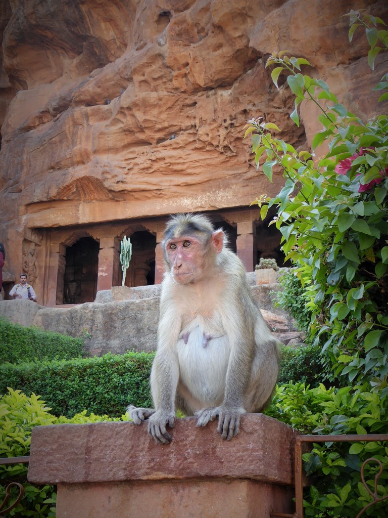 安寿恋しや ほうやれほ～インドの母猿 Mother monkey