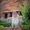 安寿恋しや ほうやれほ～インドの母猿 Mother monkey