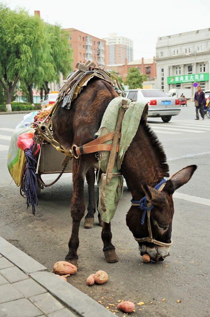 甘藷食むロバ～中国　Donkey eats sweet potatoes