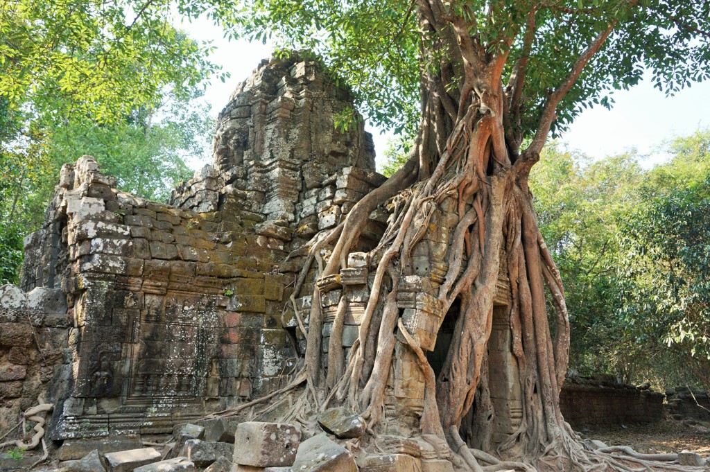 絞め殺しの木～カンボジア Strangler Fig