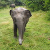 どうゾウよろしく～スリランカ Young Elephant