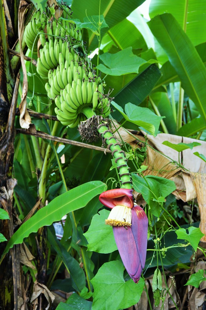 バナナの花～インドネシア Banana Blossom