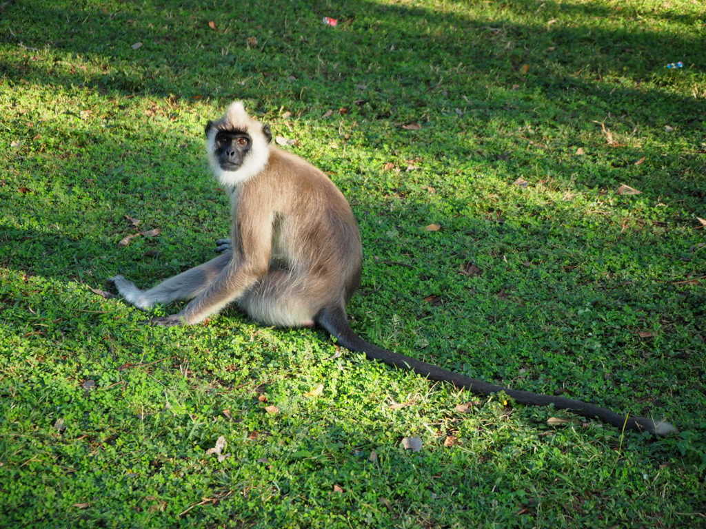 聖なる猿：ハヌマンラングール Sacred Monkey