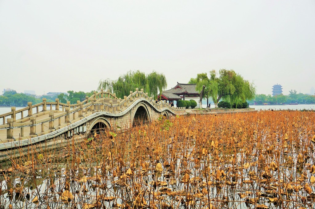 大明湖の破れ蓮～中国 Dead and Broken Lotus Leaves