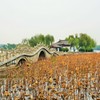 大明湖の破れ蓮～中国 Dead and Broken Lotus Leaves