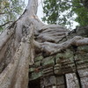 遺跡に絡みつく巨木～タ・プロム Giant Tree Roots