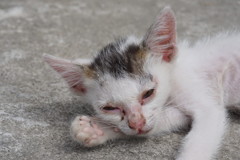哀しい現実～インドネシア Debilitated Stray Kitten