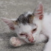 哀しい現実～インドネシア Debilitated Stray Kitten