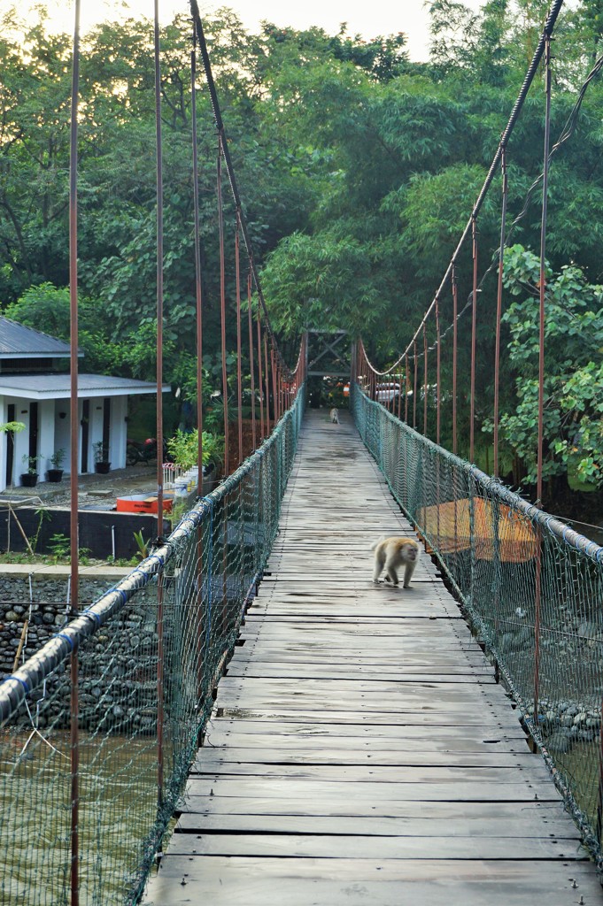 猿渡橋～インドネシア  Suspension bridge
