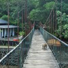 猿渡橋～インドネシア  Suspension bridge