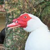 おっ！関西が緊急事態宣言解除！ Muscovy Duck