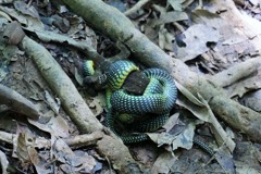 毒蛇はどこじゃ～インドネシア Venomous snake