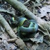 毒蛇はどこじゃ～インドネシア Venomous snake
