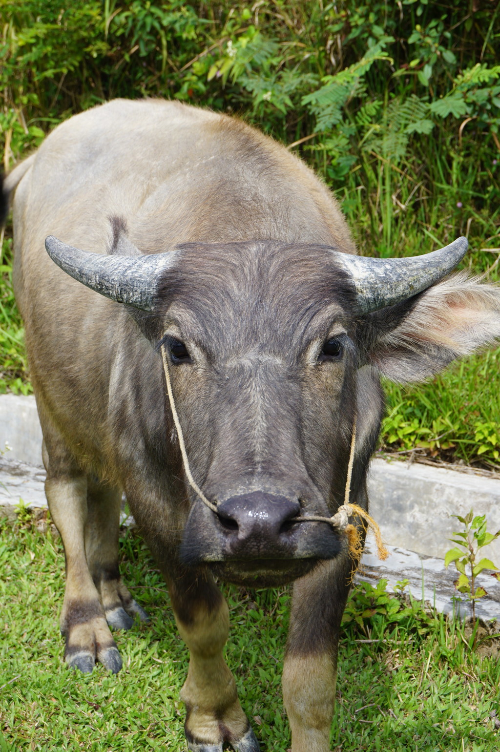 我にな近づきそ！～インドネシア Young Water Buffalo