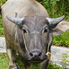 我にな近づきそ！～インドネシア Young Water Buffalo