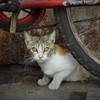 警戒心～ドバイ Stray kitten in Dubai