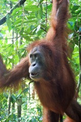 オランウータンの森～インドネシア Orangutan,Sumatra