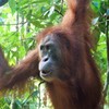 オランウータンの森～インドネシア Orangutan,Sumatra
