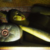 やすらぎ(涅槃仏)～スリランカ仏教彫刻 Nirvana