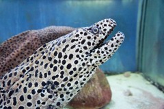 虎鱓のハート探し～台湾 Leopard moray eel