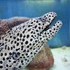 虎鱓のハート探し～台湾 Leopard moray eel