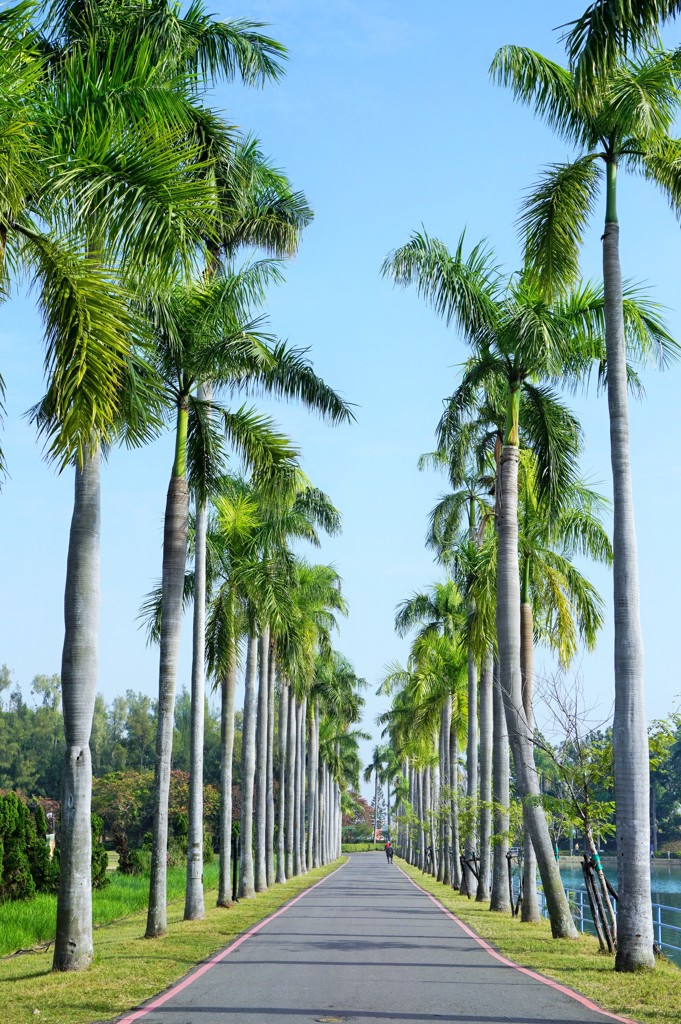 君や知る椰子の葉のそよぎ 台湾 Palm Trees By 企迷羅鼠 Kimera Id 写真共有サイト Photohito