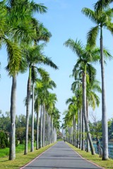 君や知る椰子の葉のそよぎ～台湾　Palm trees