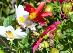 アルメニアの蜂雀と花 Hawk moth & Flowers