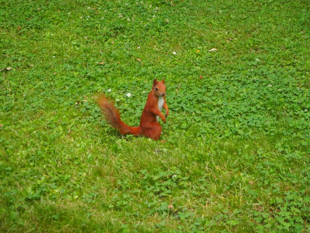 ♪名指揮者♪～ポーランド Red squirrel in Warsaw