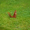 ♪名指揮者♪～ポーランド Red squirrel in Warsaw