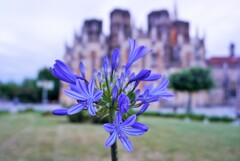 疲れ目の紫君子蘭～ポルトガル Blooming Agapanthus