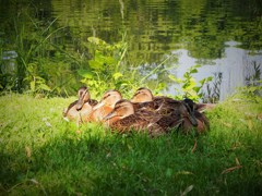 ワルシャワの鴨団子～ポーランド Ducks huddle in Warsaw