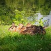 ワルシャワの鴨団子～ポーランド Ducks huddle in Warsaw