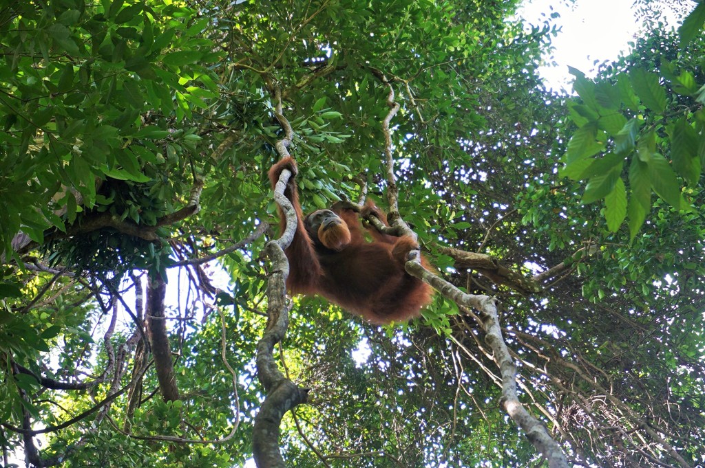 森に帰るオランウータン～インドネシア Orangutan,Sumatra