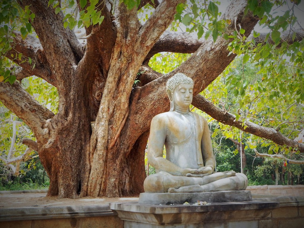 樹下の瞑想～スリランカ仏教彫刻 Meditation under a tree