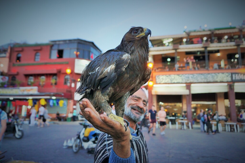 猛禽、フナ広場を睥睨～モロッコ un rapaz y un viejo