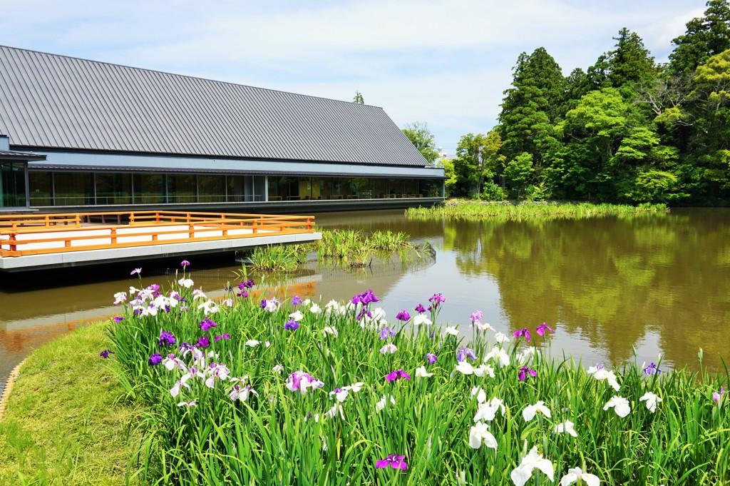 ☆見納めや勾玉池の花菖蒲 Hanashōbu in Gekū