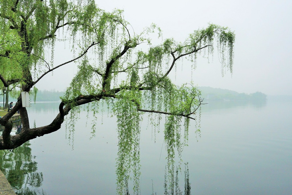 西湖的緑柳～中国 Weeping willow