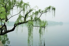 西湖的緑柳～中国 Weeping willow