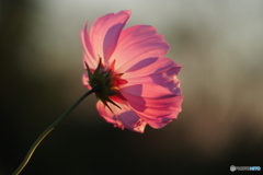 晩秋秋桜