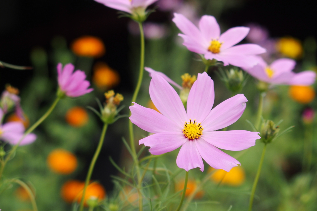 秋桜