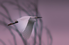 _D3A4006-Edit-sagi