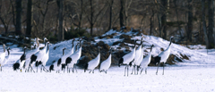 丹頂　　　_D3B6049-Pano-Edit
