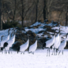 丹頂　　　_D3B6049-Pano-Edit