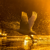 夕陽_D2H1589-Edit