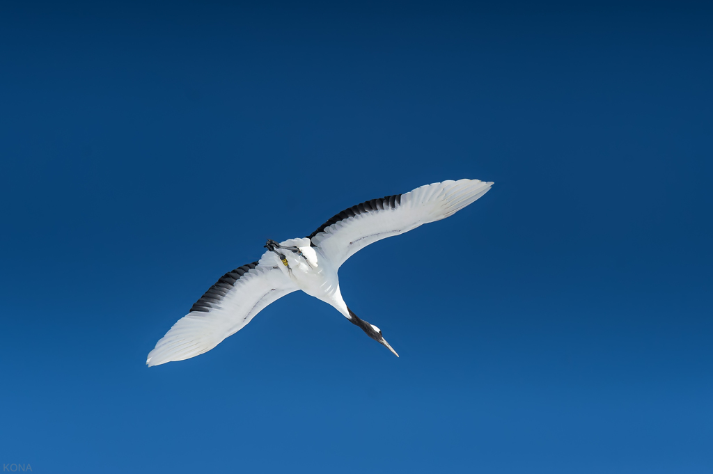 _D3B8197-Edit  tantyou